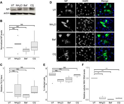 Mapping of Tilapia Lake Virus entry pathways with inhibitors reveals dependence on dynamin activity and cholesterol but not endosomal acidification